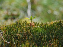 Το Mosses είναι small flowerless εγκαταστάσεις Το Gametophytes είναι οι χαμηλές, leaf-like μορφές και sporophytes είναι οι ψηλ στοκ φωτογραφία Το Mosses είναι small flowerless εγκαταστάσεις Το Gametophytes είναι οι χαμηλές, leaf-like μορφές και sporophytes είναι οι ψηλ στοκ φωτογραφία
